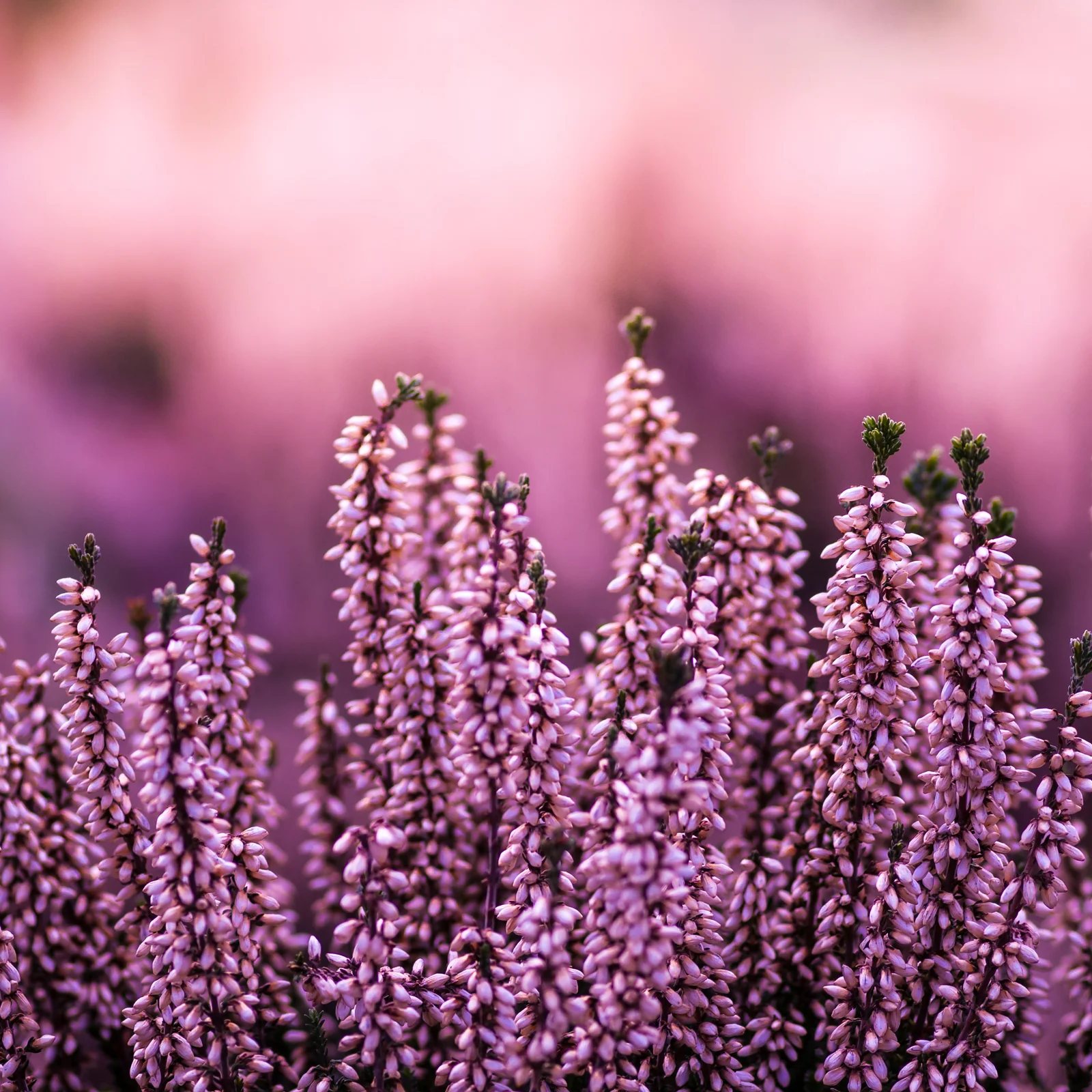Erikablüten Bio (100g) - Image 3